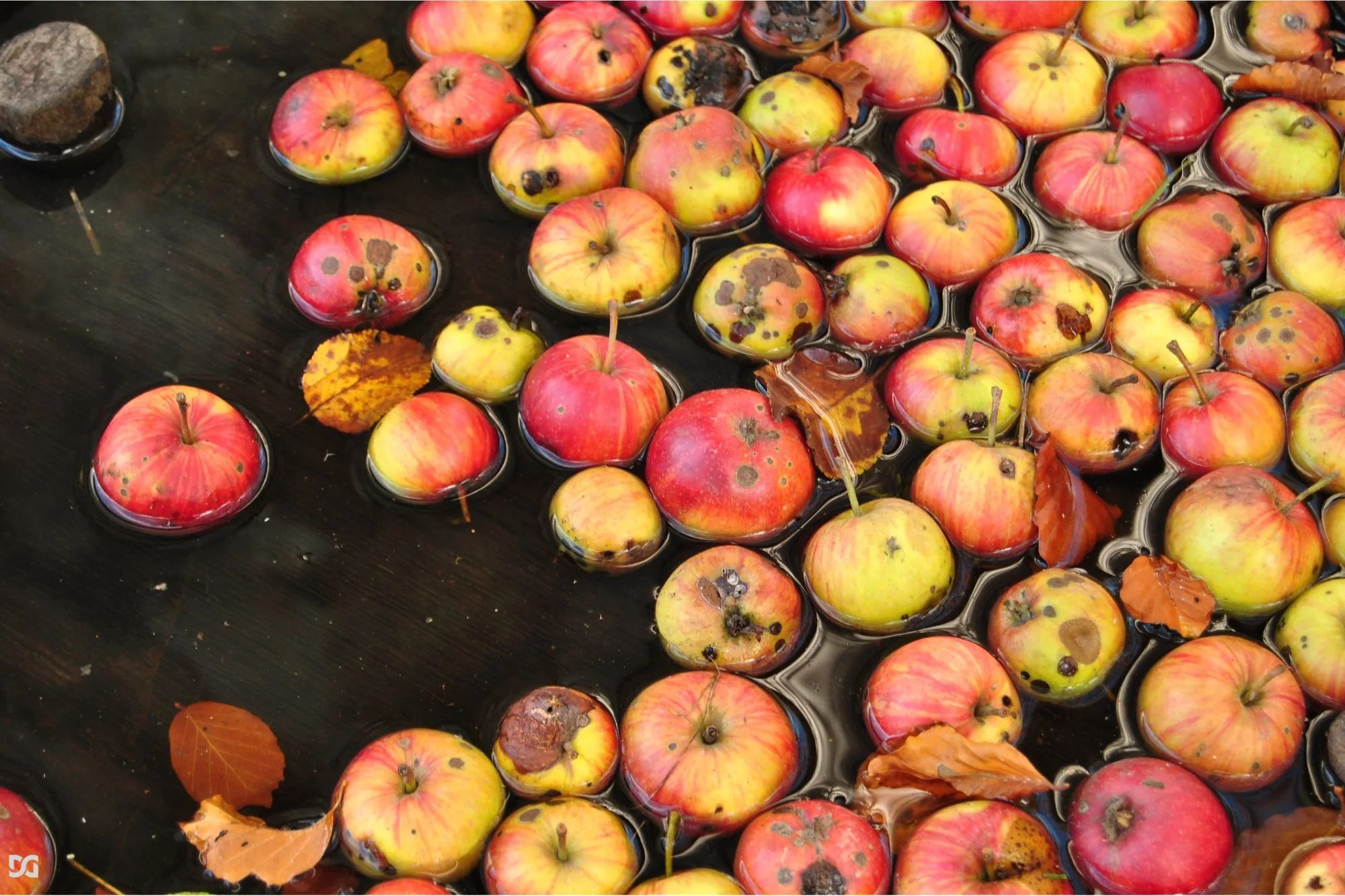 wild apples knocked down by rain from a tree into a wooden barrel